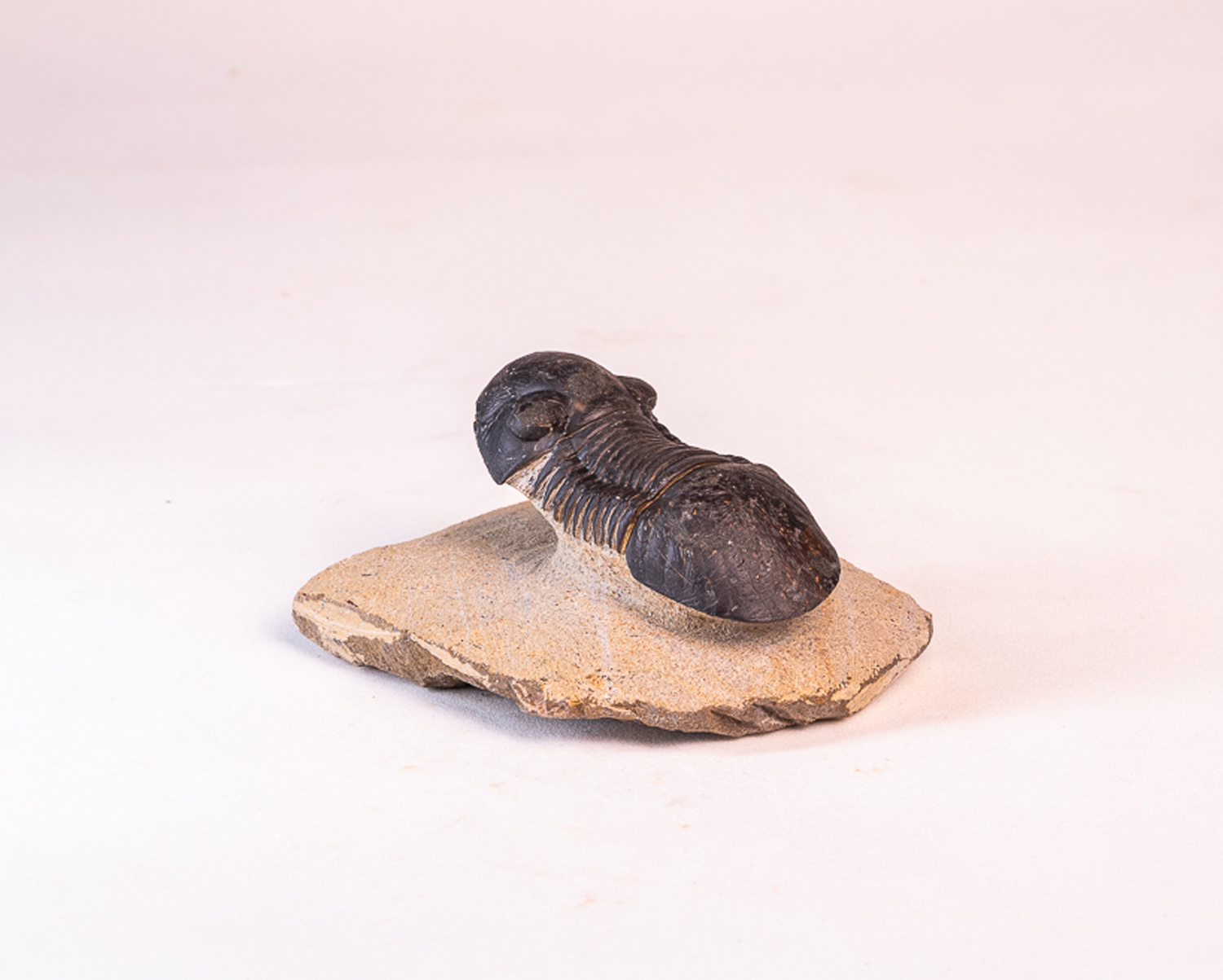 Trilobita: <i>Paralejurus</i> sp. - Imagem 2