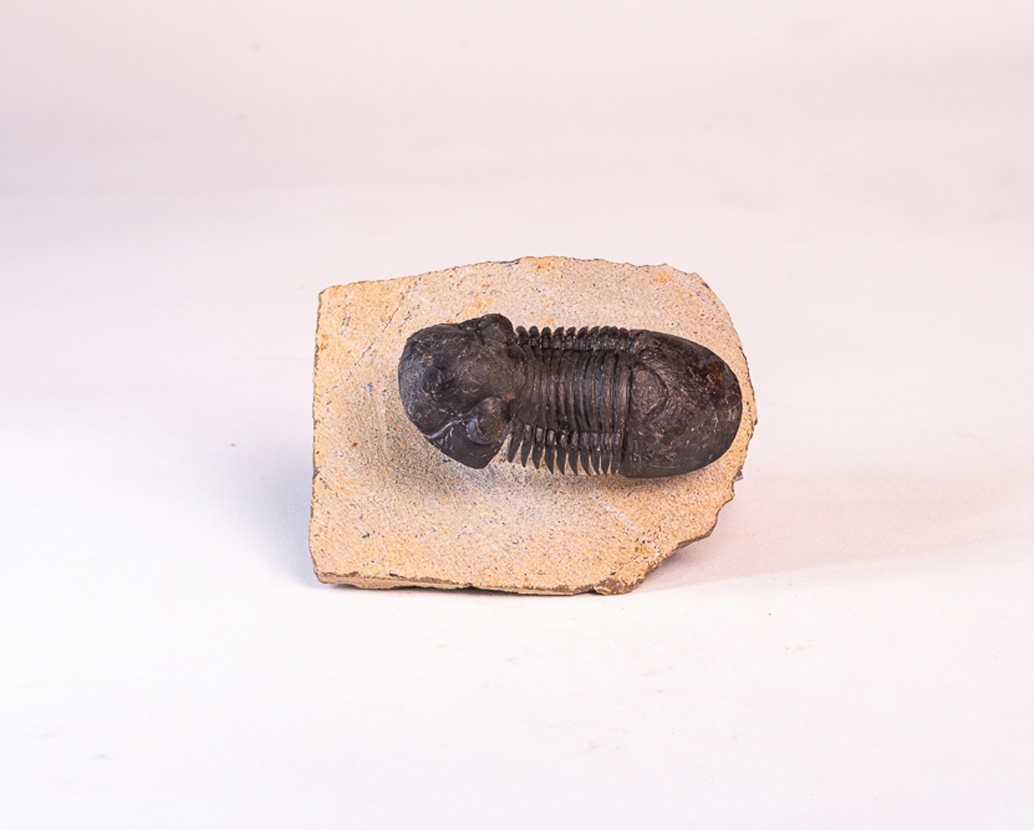 Trilobita: <i>Paralejurus</i> sp. - Imagem 3
