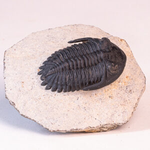 Trilobita: <i>Hollardops</i> sp. - 6