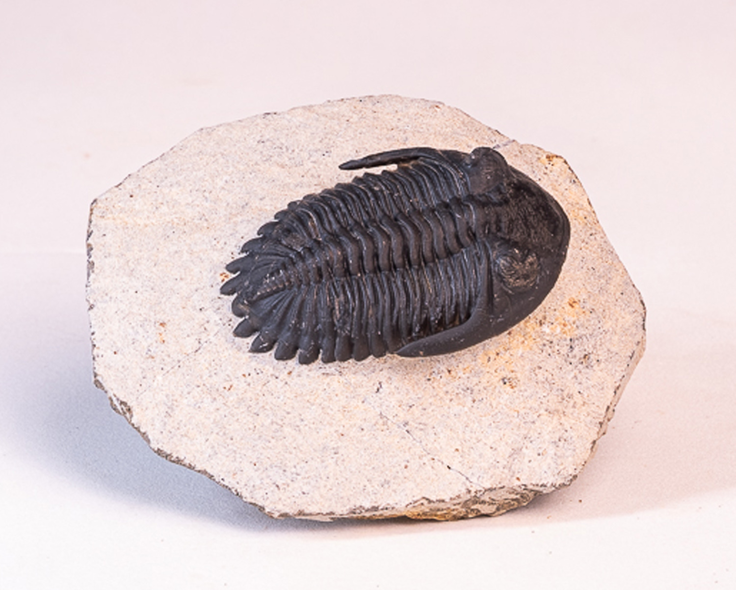 Trilobita: <i>Hollardops</i> sp. - 6