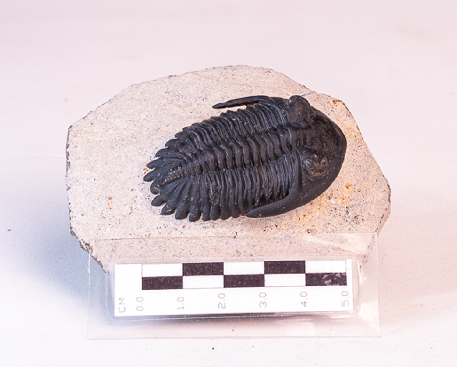 Trilobita: <i>Hollardops</i> sp. - 6 - Imagem 2