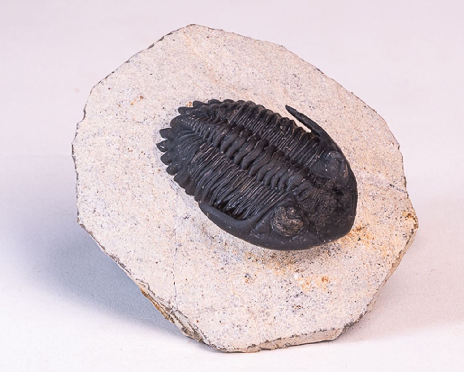 Trilobita: <i>Hollardops</i> sp. - 6 - Imagem 3