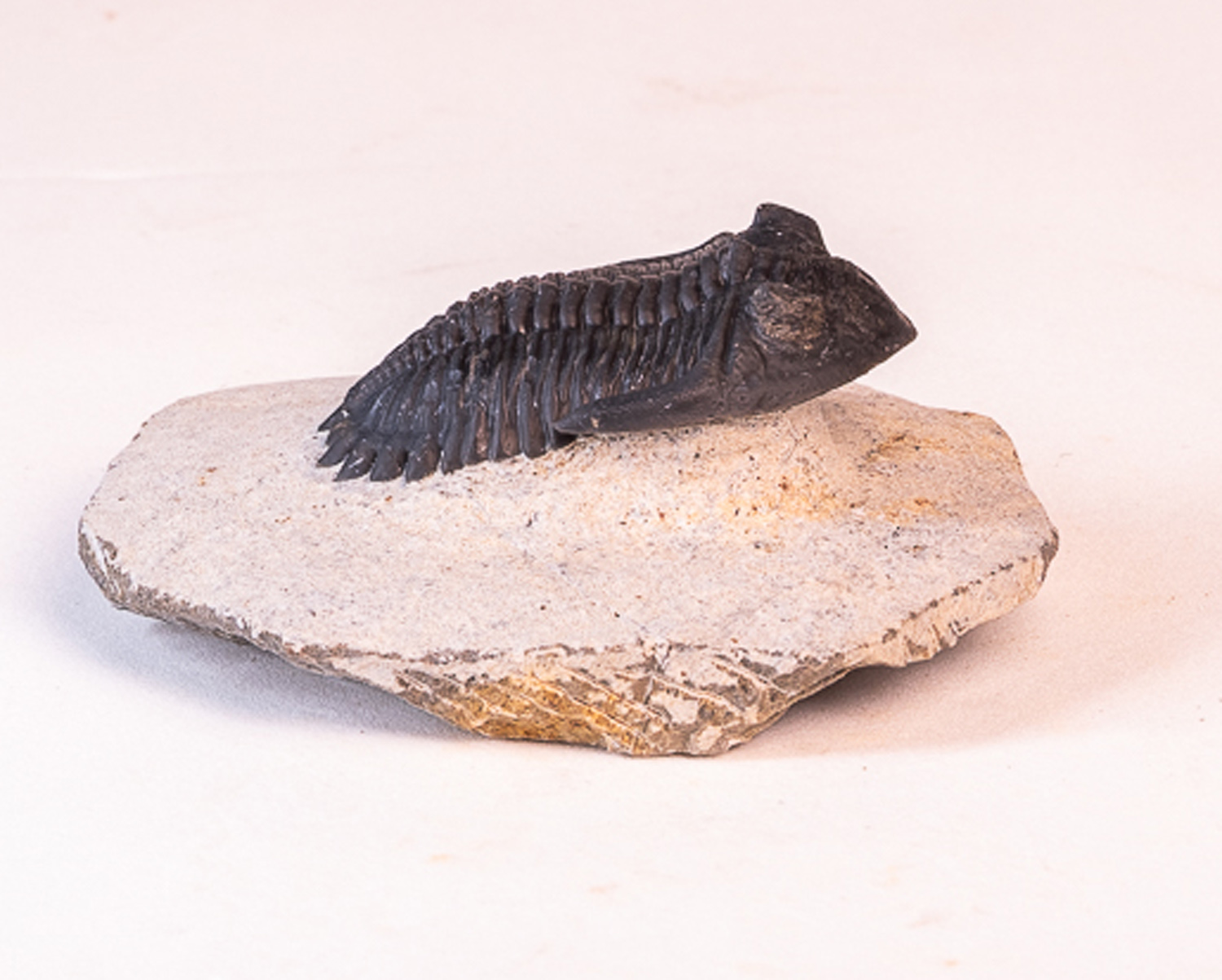 Trilobita: <i>Hollardops</i> sp. - 6 - Imagem 4