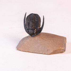 Trilobita: <i>Diademaproetus antatlasius</i> 2