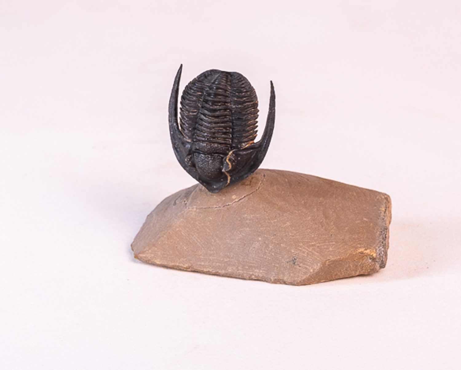 Trilobita: <i>Diademaproetus antatlasius</i> 2