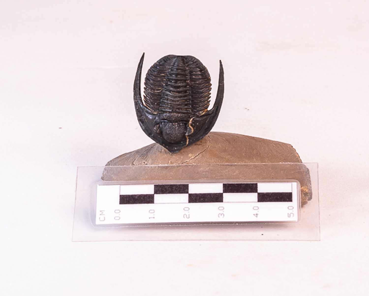 Trilobita: <i>Diademaproetus antatlasius</i> 2 - Imagem 2