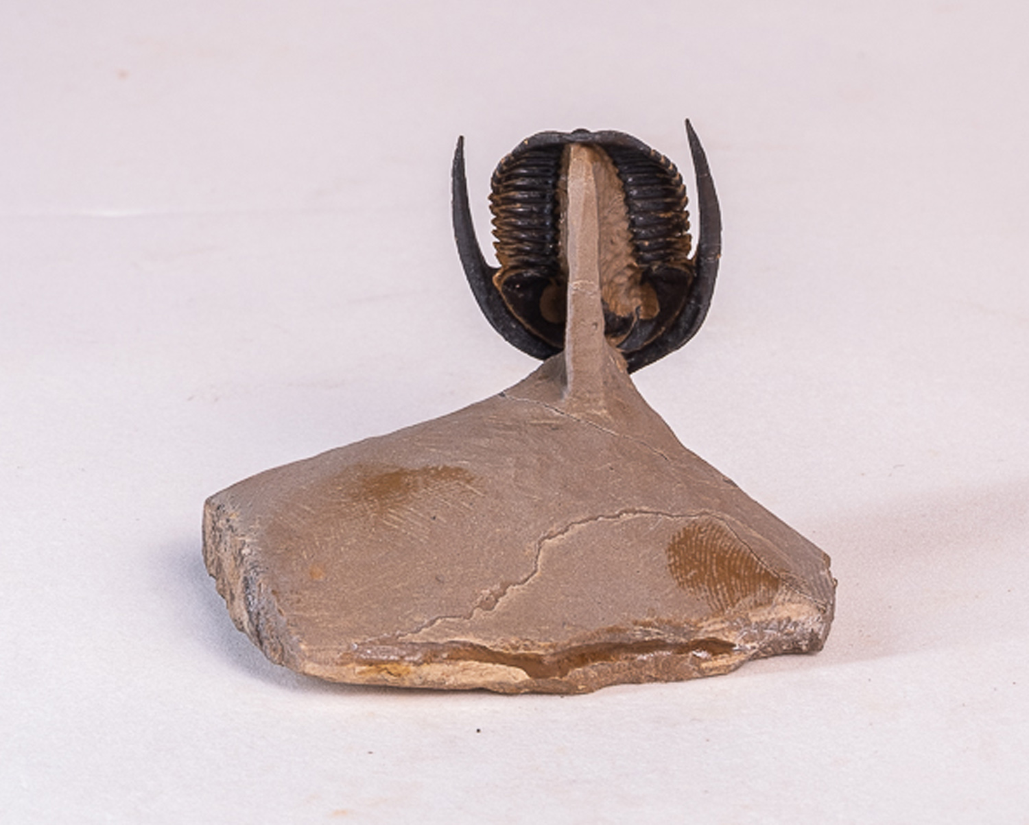 Trilobita: <i>Diademaproetus antatlasius</i> 2 - Imagem 3