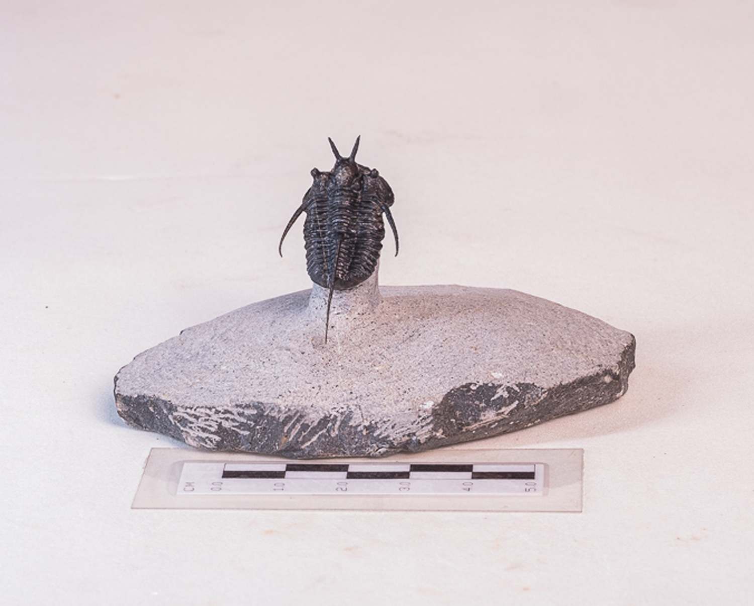 Trilobita: <i>Cyphaspis boutscharafinense</i> 2 - Imagem 2