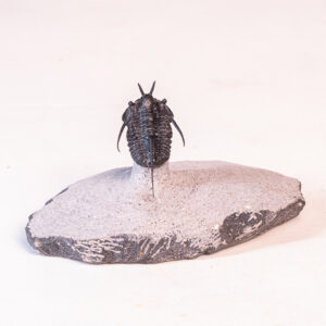 Trilobita: <i>Cyphaspis boutscharafinense</i> 2