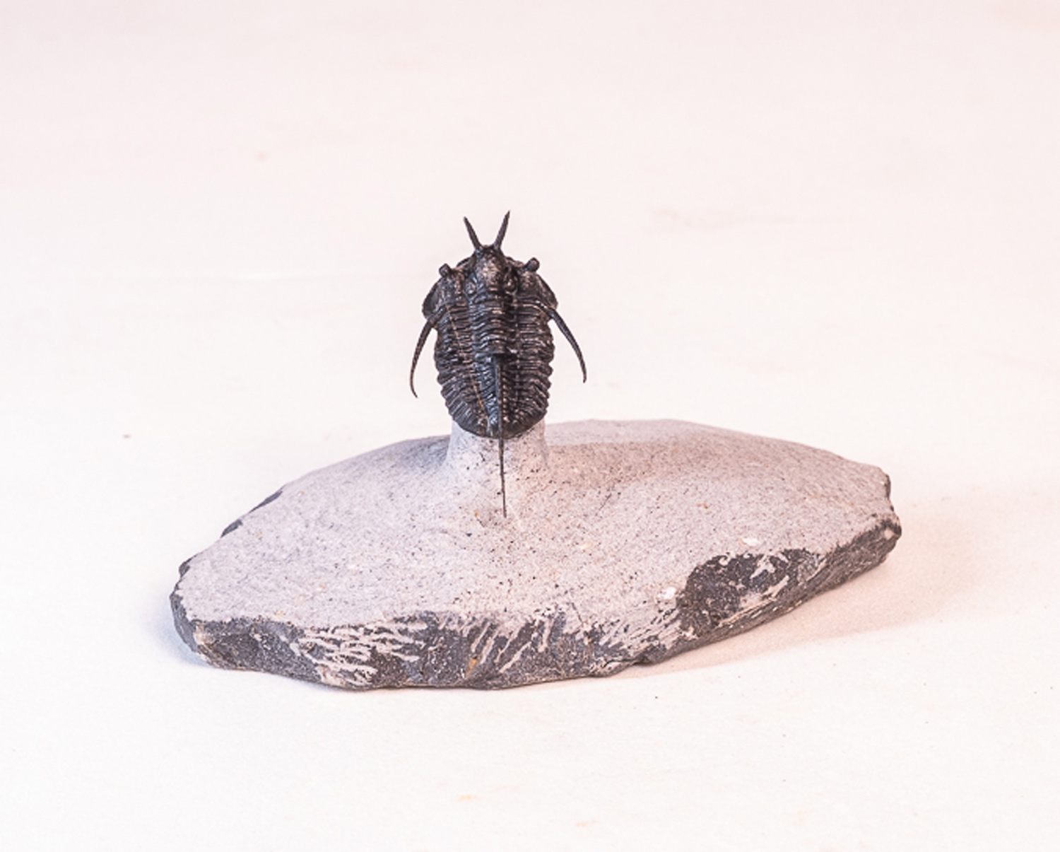 Trilobita: <i>Cyphaspis boutscharafinense</i> 2