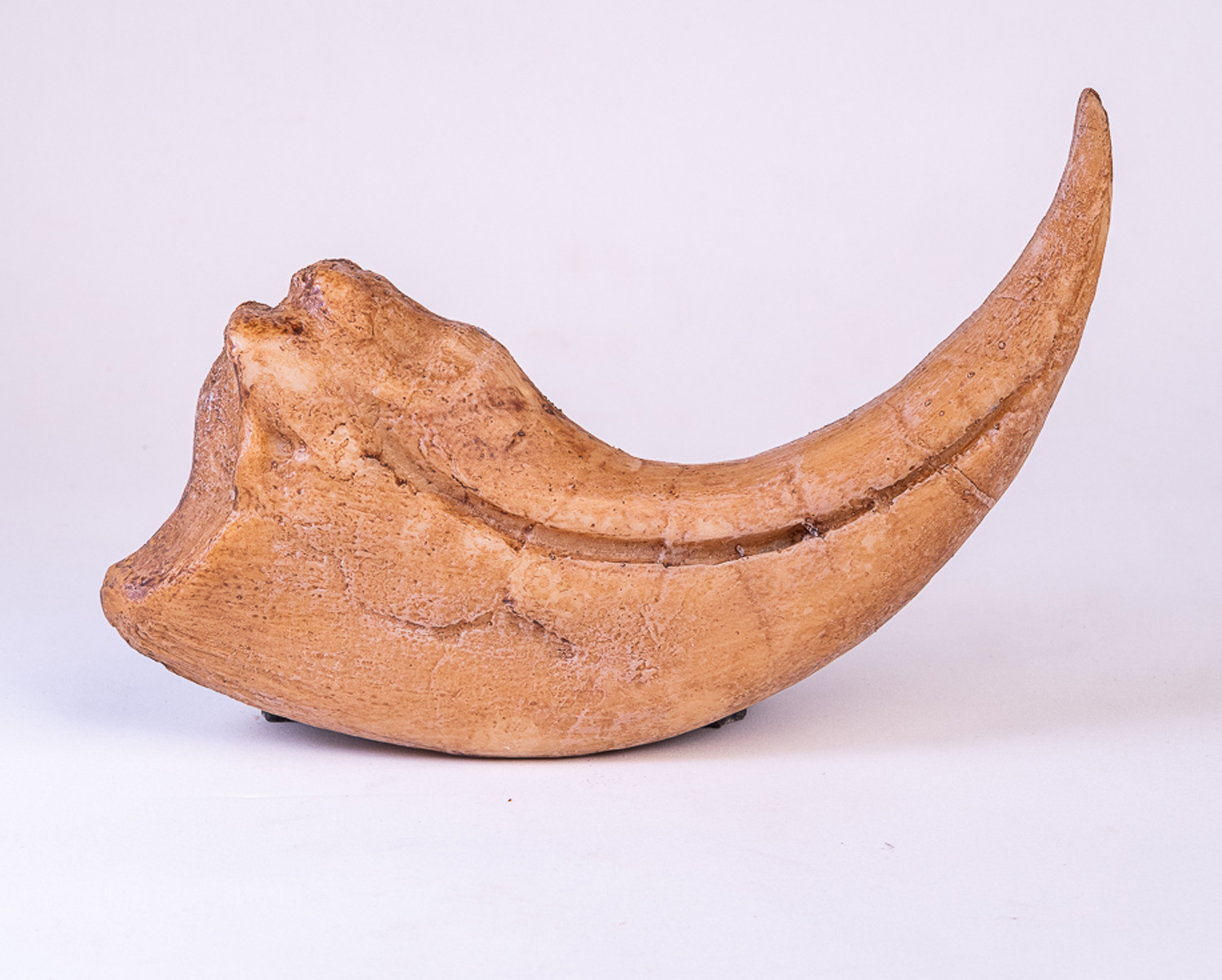 Garra de <i>Baryonyx walkeri</i>