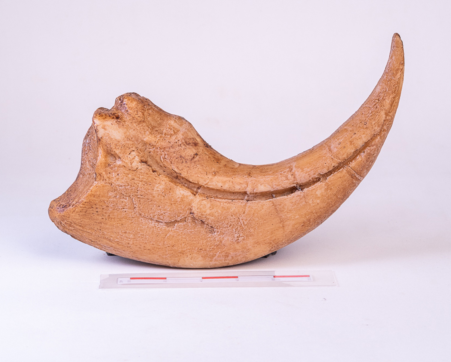 Garra de <i>Baryonyx walkeri</i> - Imagem 2
