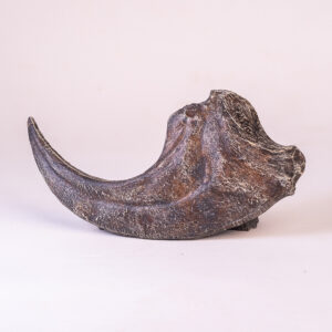 Garra de <i>Allosaurus fragilis</i>