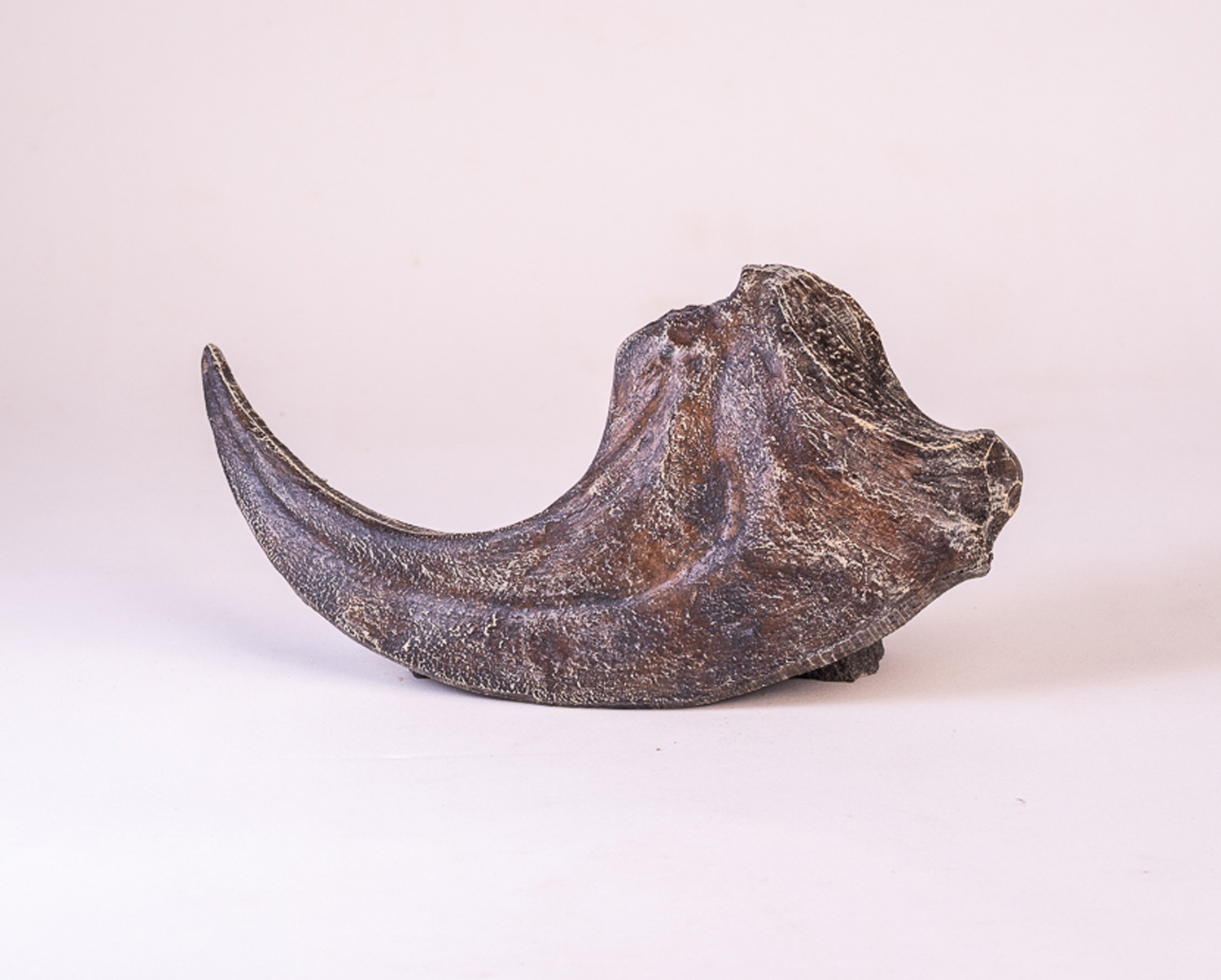 Garra de <i>Allosaurus fragilis</i>