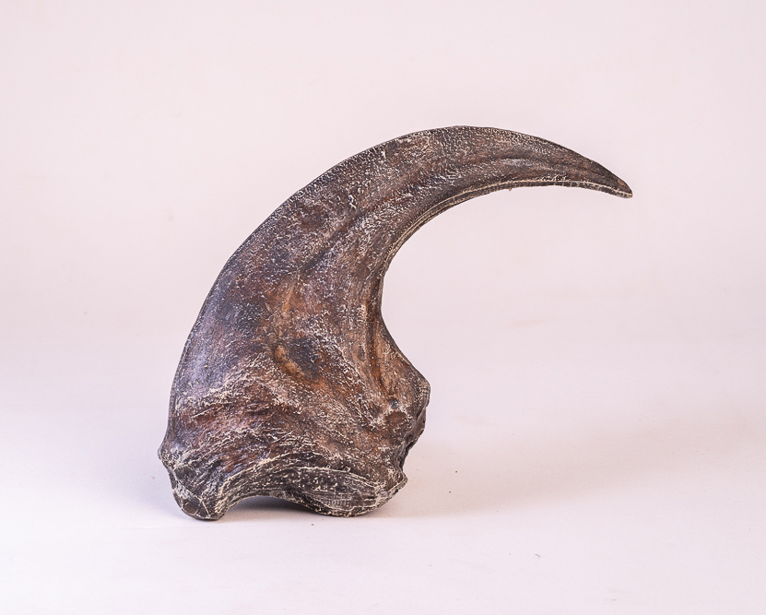 Garra de <i>Allosaurus fragilis</i> - Imagem 2