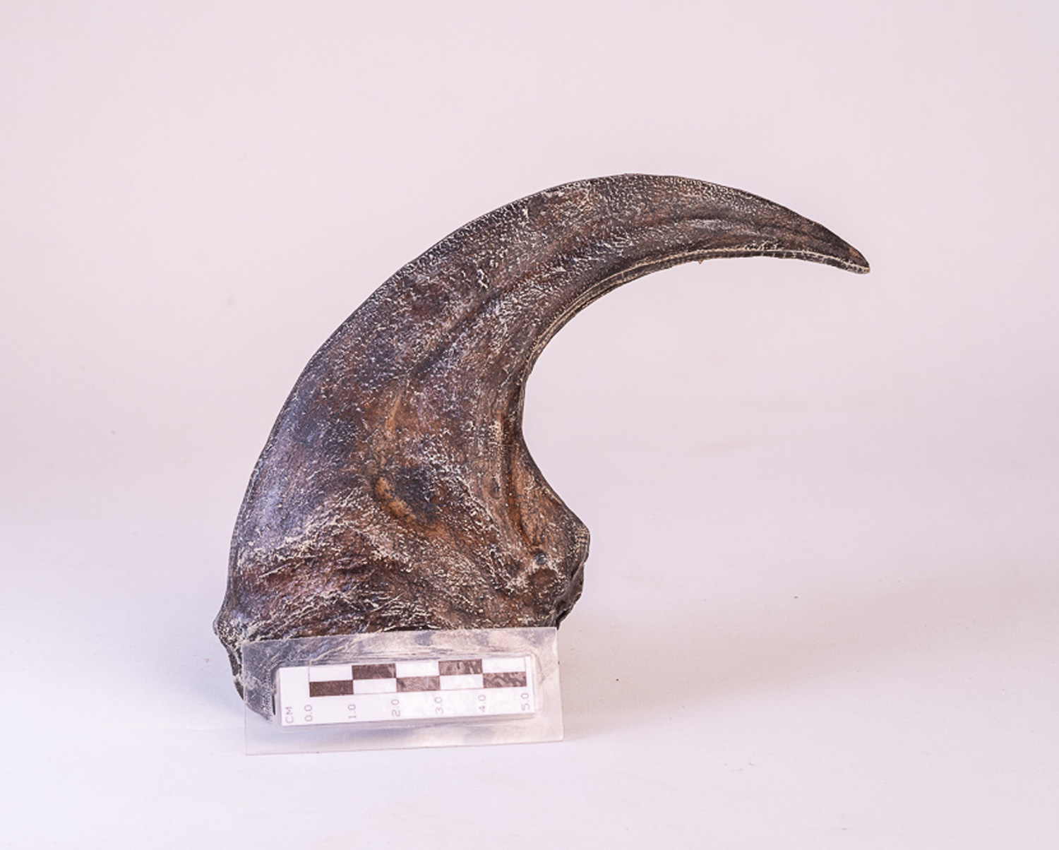 Garra de <i>Allosaurus fragilis</i> - Imagem 3