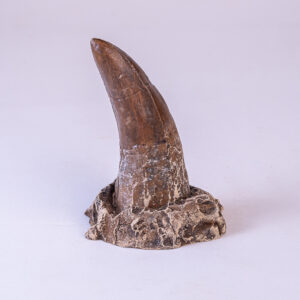 Dente de <i>Tarbosaurus bataar</i>