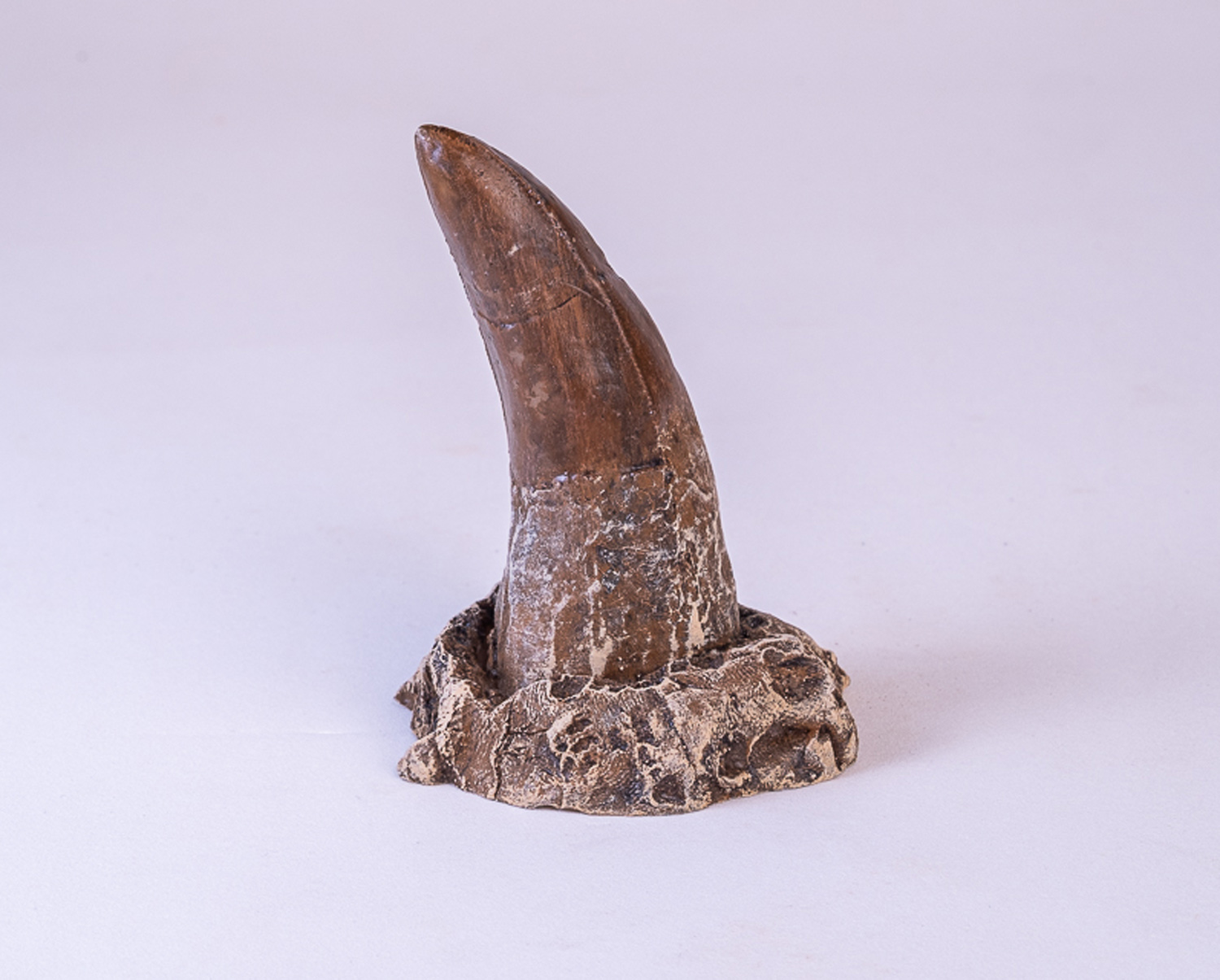 Dente de <i>Tarbosaurus bataar</i>