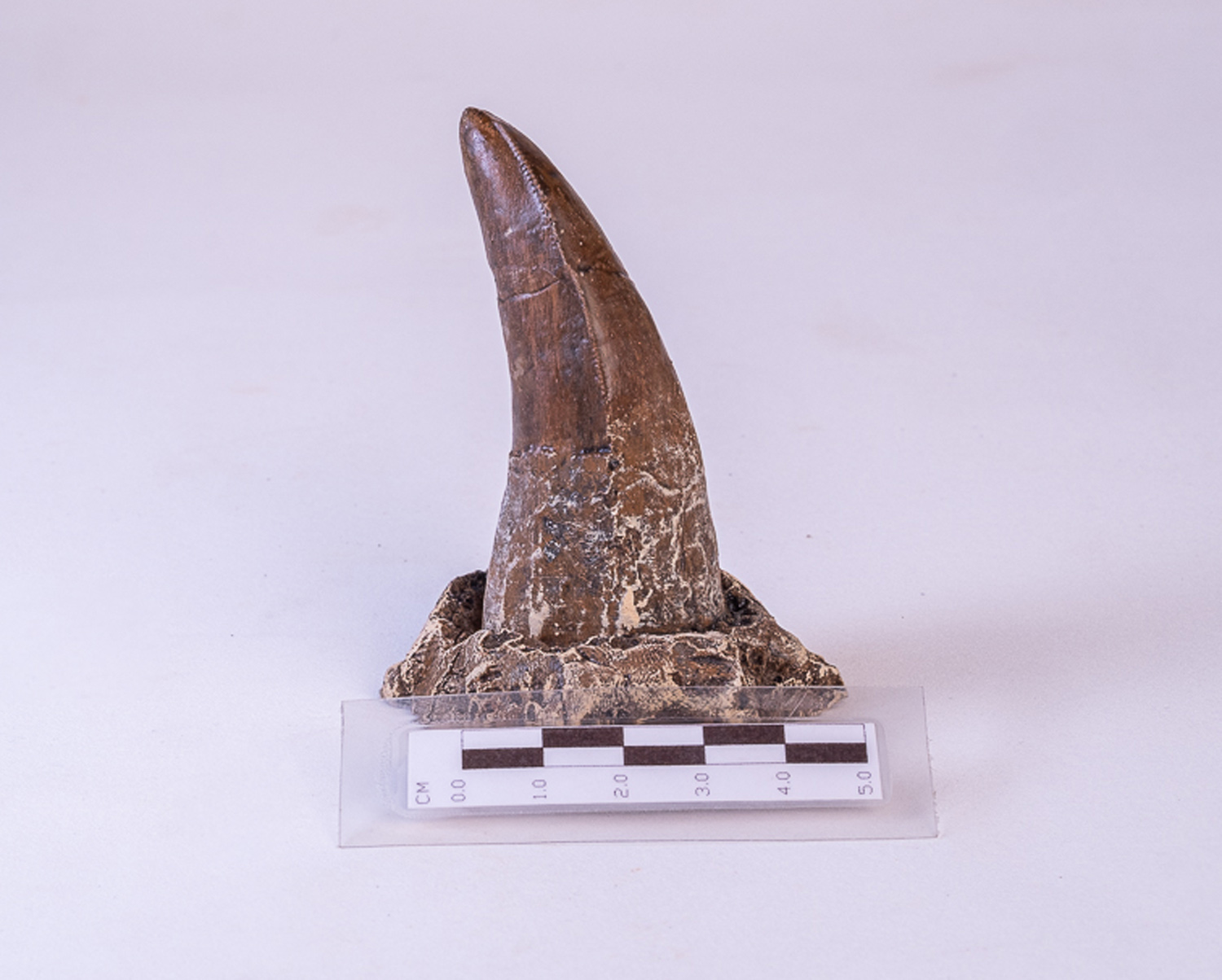 Dente de <i>Tarbosaurus bataar</i> - Imagem 2
