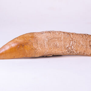 Dente de <i>Giganotosaurus carolinii</i>