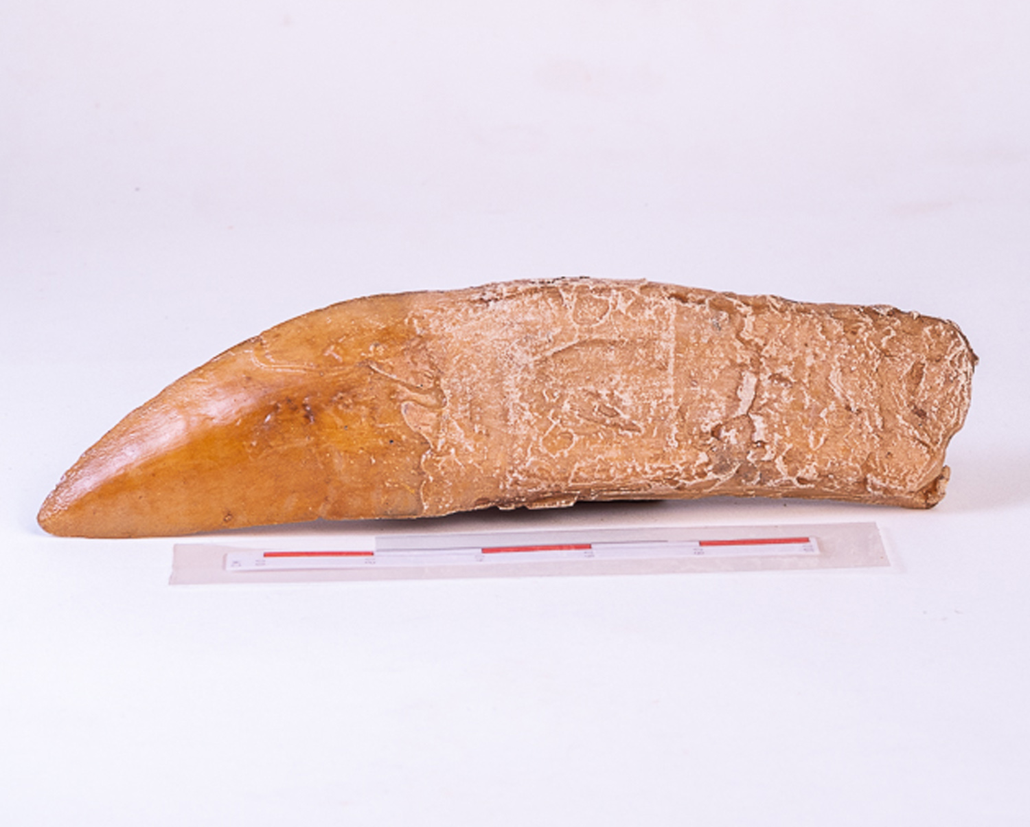 Dente de <i>Giganotosaurus carolinii</i> - Imagem 2