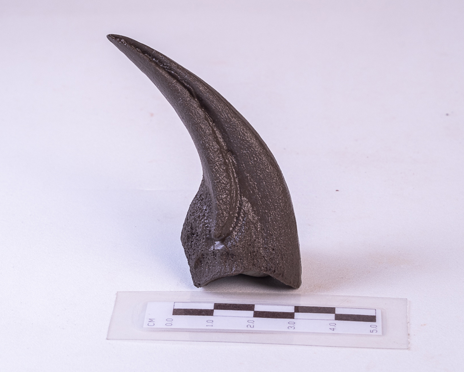 Garra de <i>Oviraptor philoceratops</i> - Imagem 2