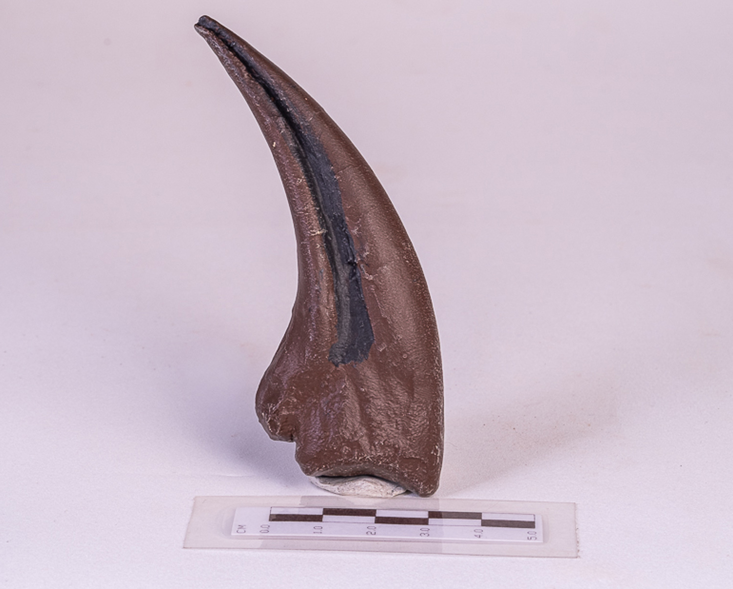Garra dianteira de <i>Tyranosaurus rex </i> - Imagem 2