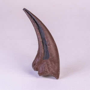 Garra dianteira de <i>Tyranosaurus rex </i>