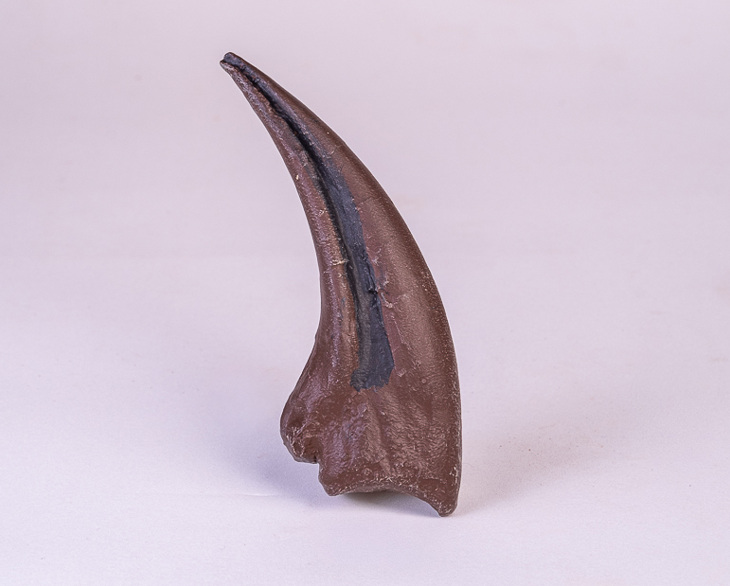 Garra dianteira de <i>Tyranosaurus rex </i>