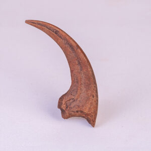 Garra Dianteira de <i>Velociraptor mongoliensis</i>