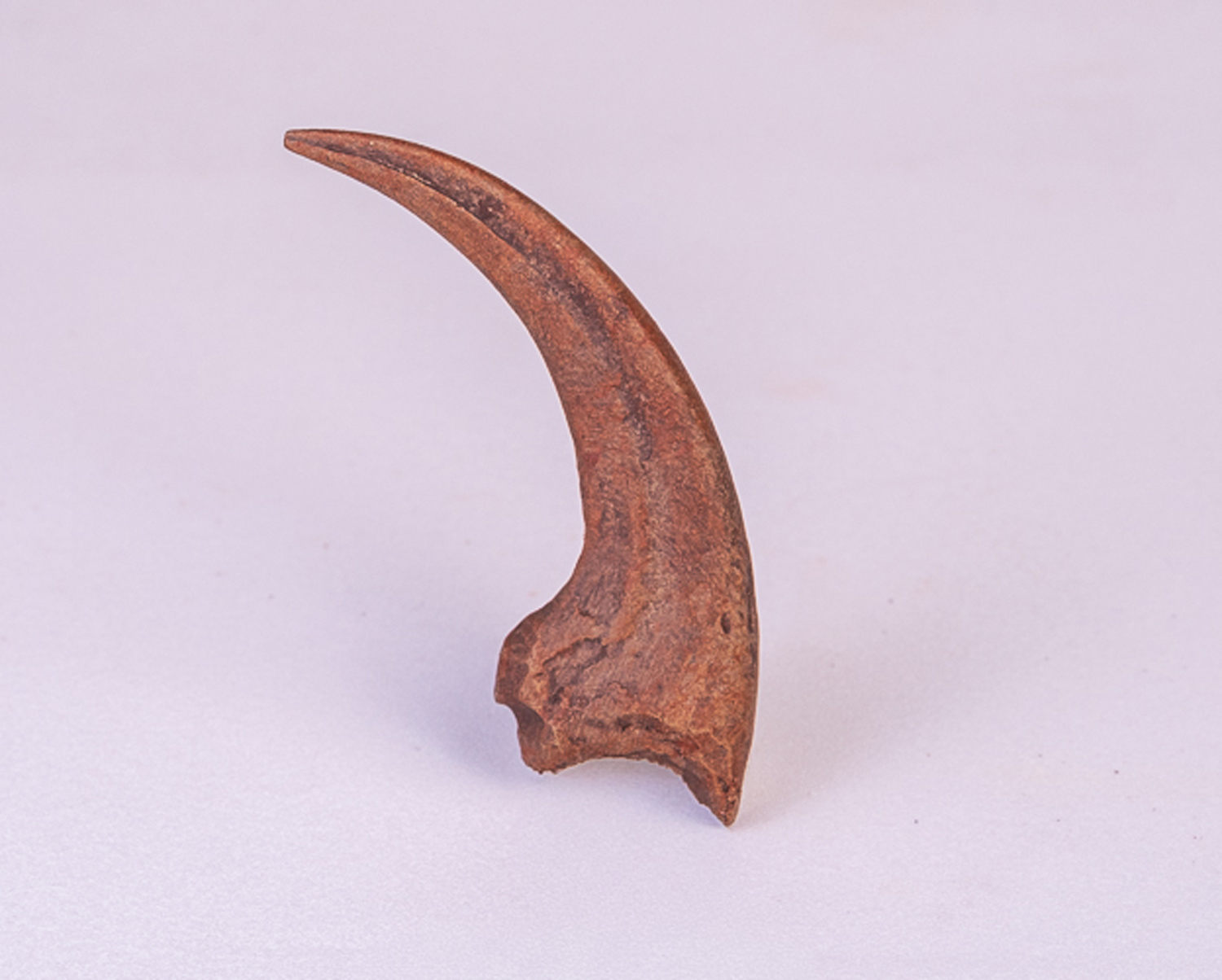 Garra Dianteira de <i>Velociraptor mongoliensis</i>