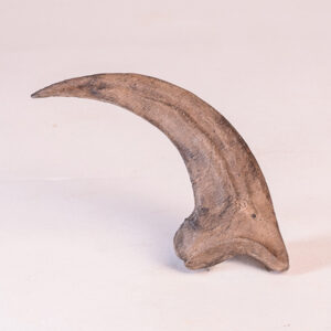 Garra Traseira de <i>Velociraptor mongoliensis</i>