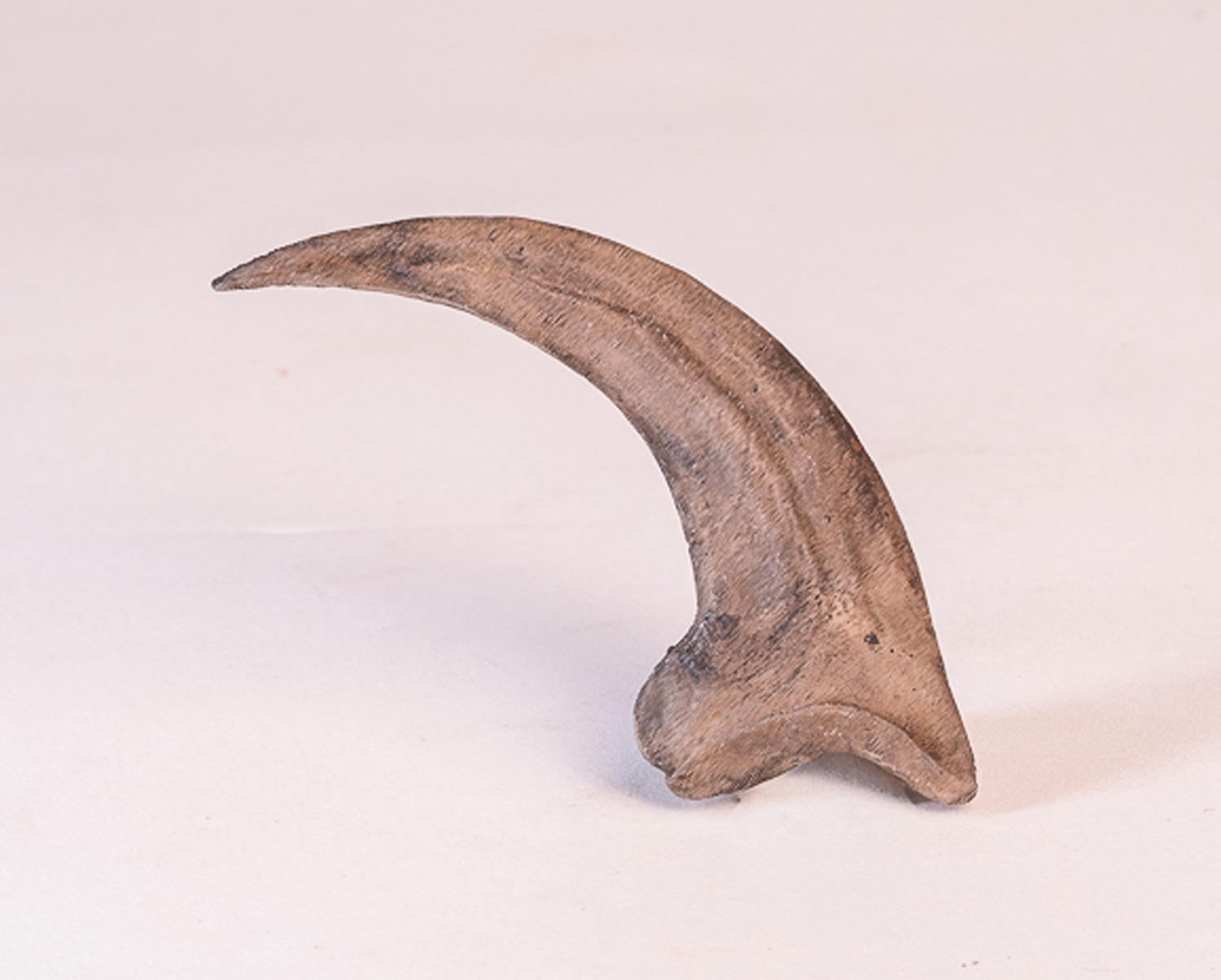 Garra Traseira de <i>Velociraptor mongoliensis</i>