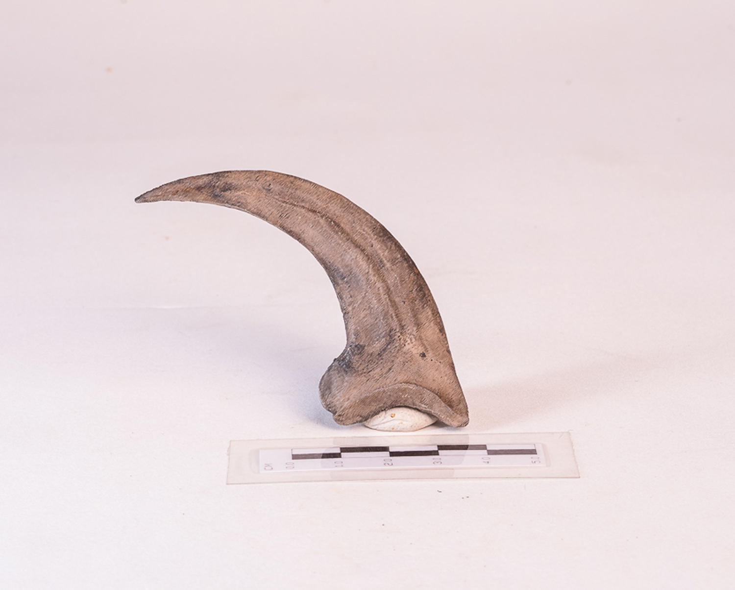 Garra Traseira de <i>Velociraptor mongoliensis</i> - Imagem 2