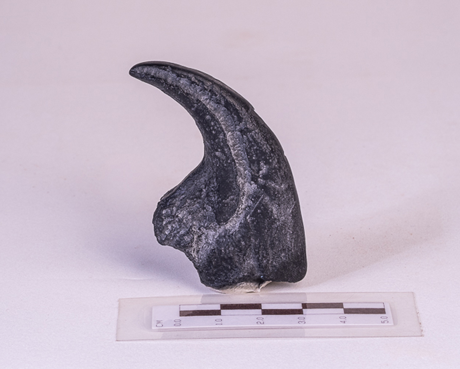 Garra de <i>Allosaurus fragilis</i> 2 - Imagem 2