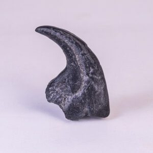 Garra de <i>Allosaurus fragilis</i> 2