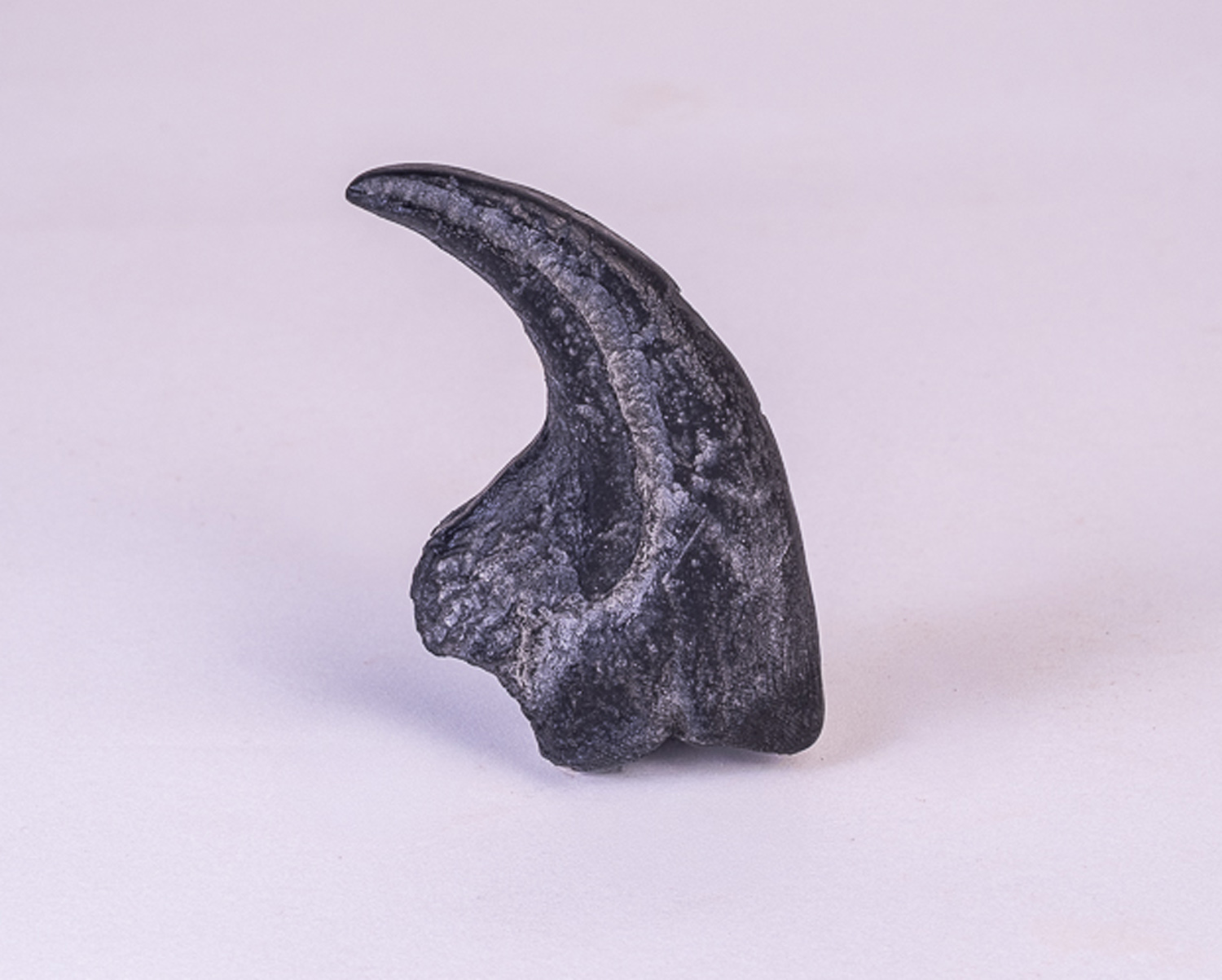 Garra de <i>Allosaurus fragilis</i> 2