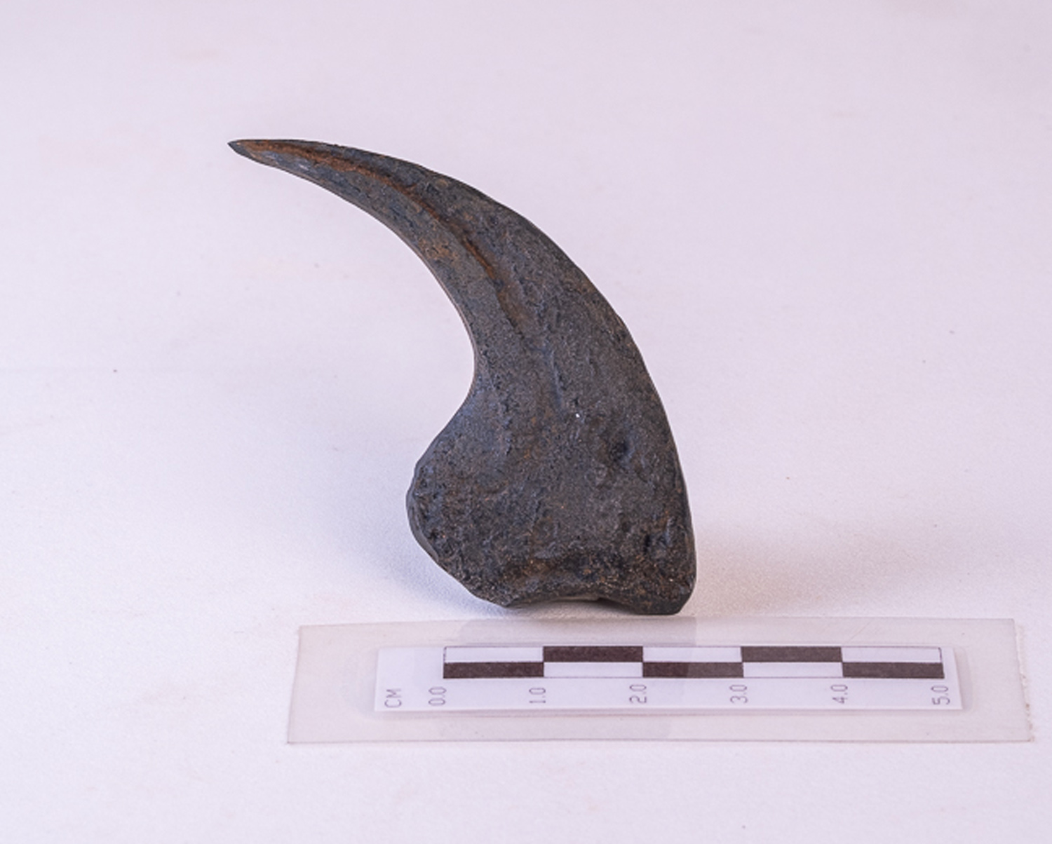 Garra de <i>Deinonychus antirrhopus</i> - Imagem 2