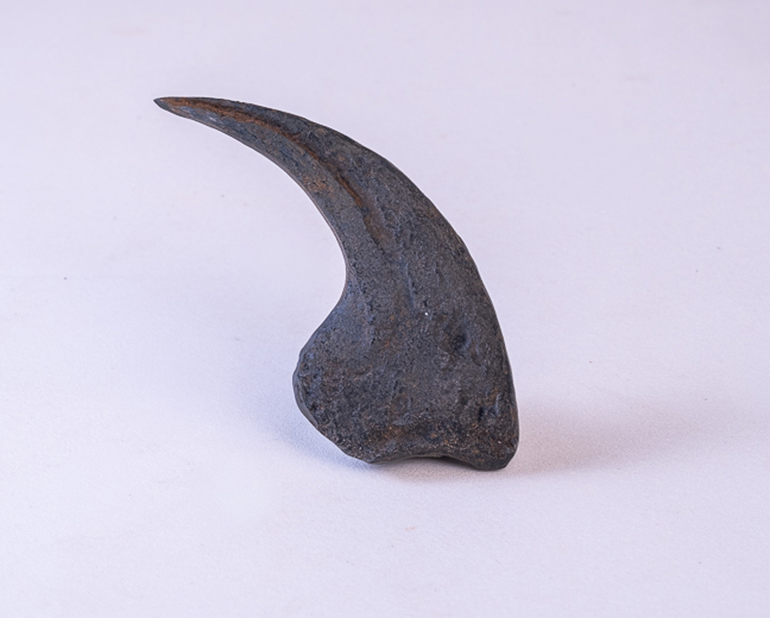 Garra de <i>Deinonychus antirrhopus</i>