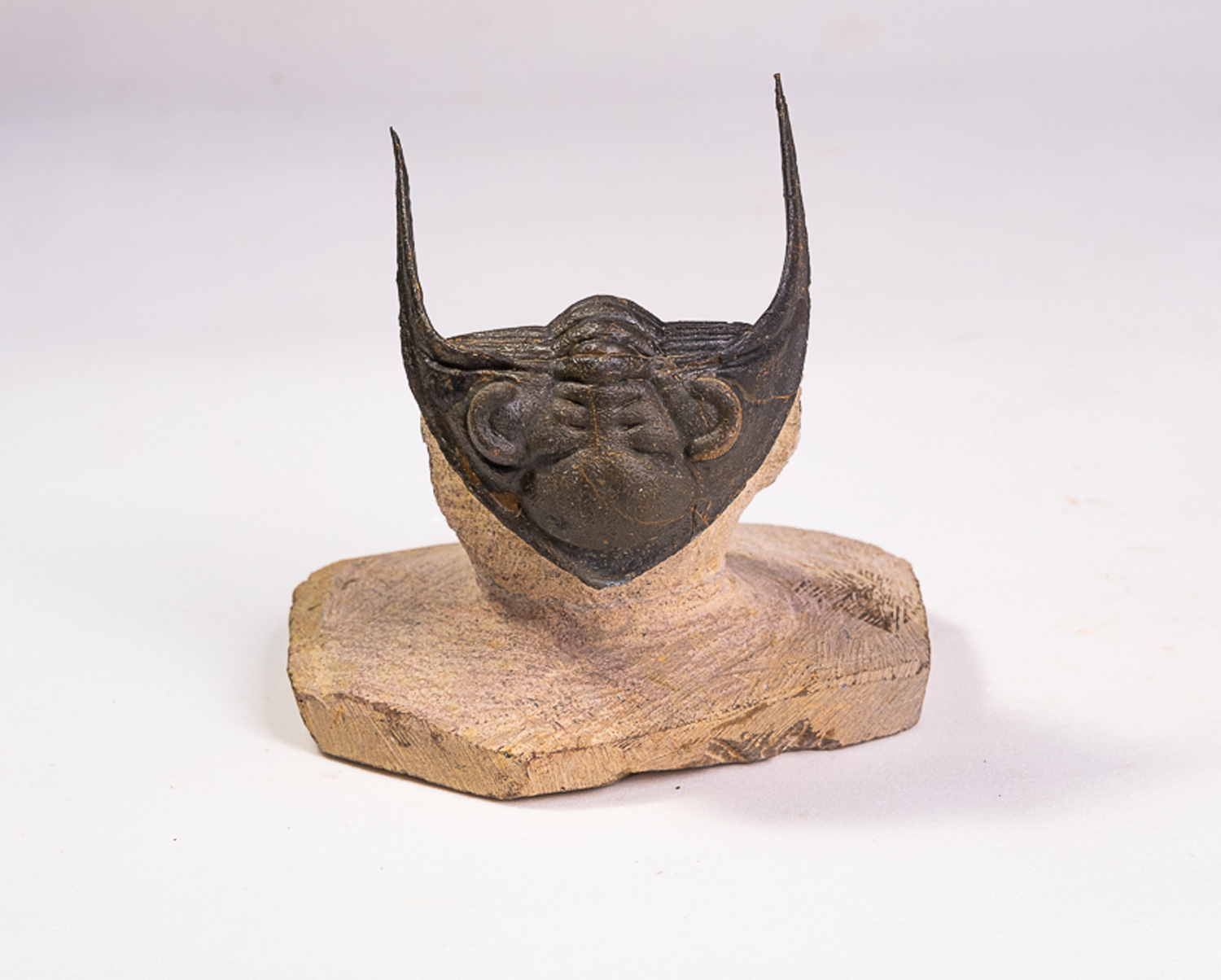 Trilobita: <i>Odontochile spinifera</i> - Imagem 2